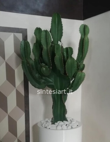 CACTUS EUFORBIA INGENS