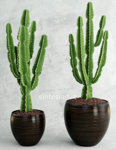 EUFORBIA INGENS ESEMPLARE CON VASO CERAMICA