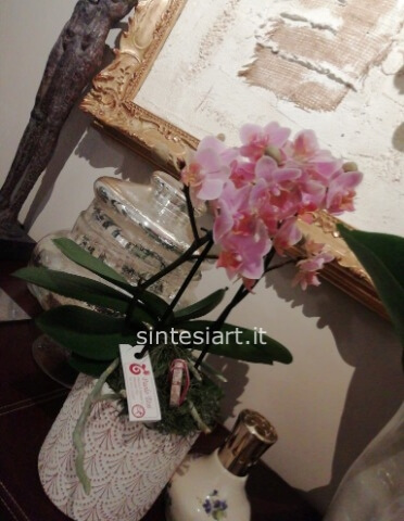 Orchidea Phaleonopsis Midi 2 steli con vaso in ceramica