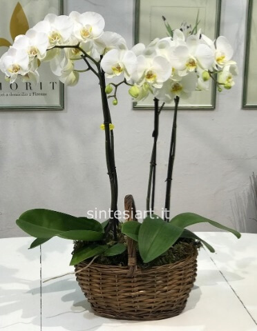 Cesto/base con orchidee Phaleonopsis Bianche extra