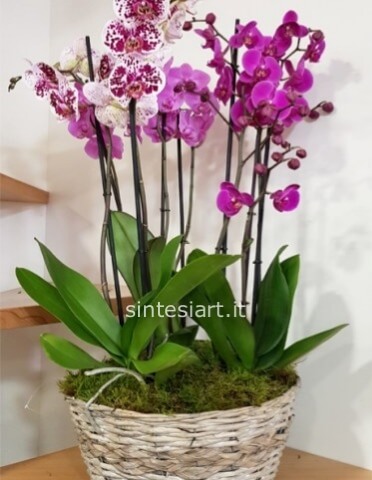 Cesto/base con orchidee Phaleonopsis colori misti