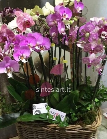 Prestigiosa base in ceramica/vetro/metallo con orchidee Phaleonopsis extra