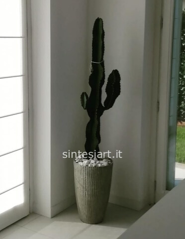 Euphorbia Ingens Grande Esemplare con Vaso in Ceramica – H 150/170 cm