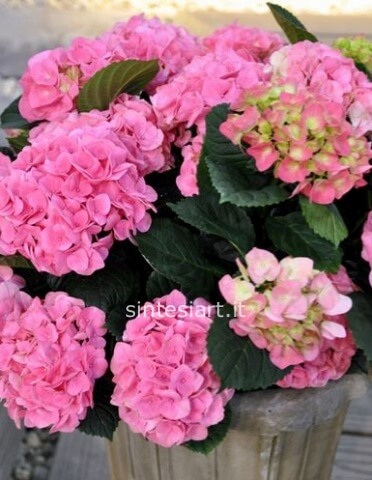 Piante di ortensie  qualità extra