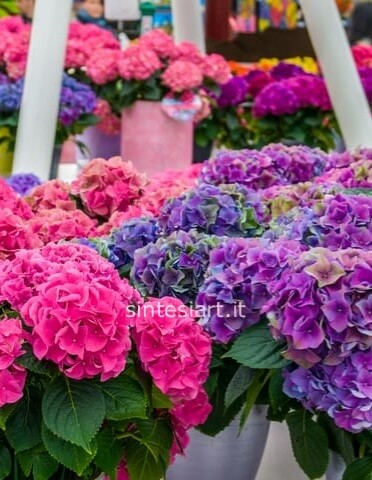 Pianta ortensie viola/fuxia qualità extra