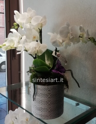 Orchidea Phalaenopsis bianca Midi 2 steli con vaso in ceramica